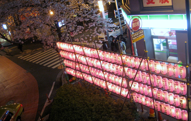 Ciliegi in fiore a Tokyo